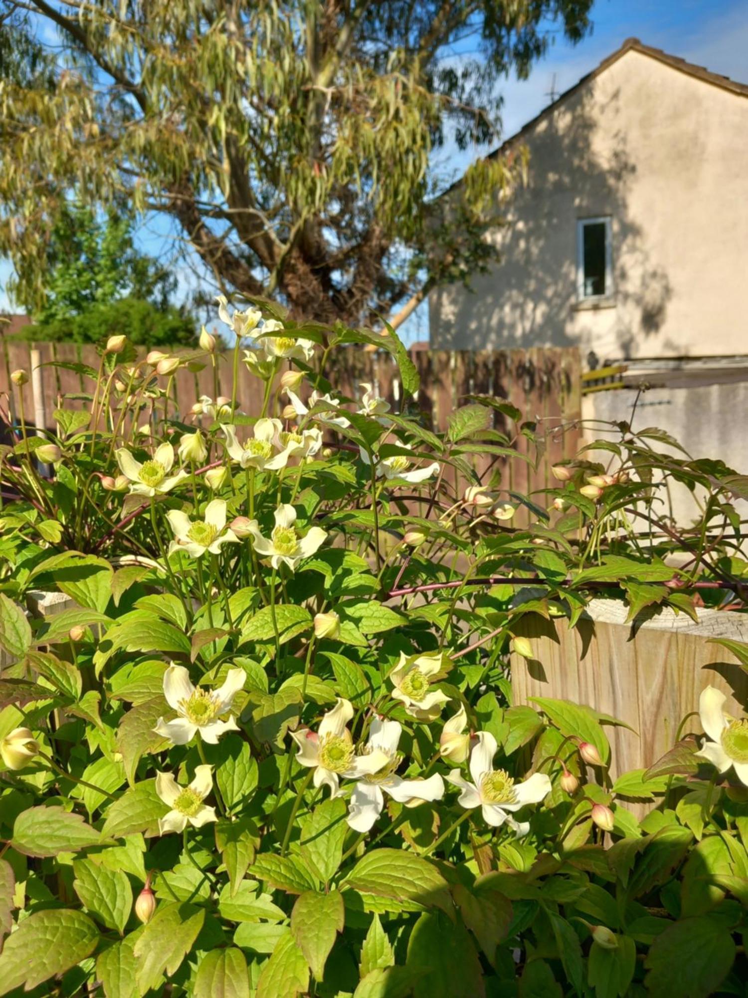 Waveney Villa เบลฟาสต์ ภายนอก รูปภาพ
